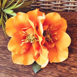 Brigitte Double Orange Hellebore